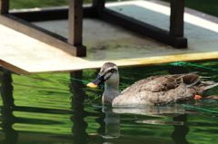 鴨　目白庭園１