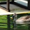 鴨　目白庭園１
