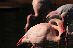 多摩動物公園 フラミンゴ