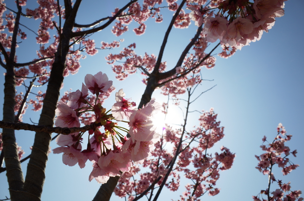 桜の時間