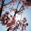 桜の時間