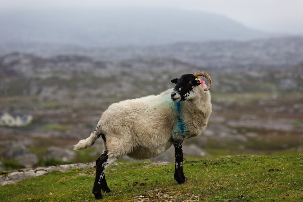sheep in the isle of harris