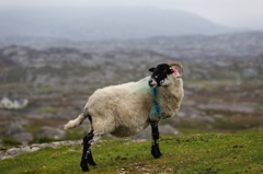 sheep in the isle of harris