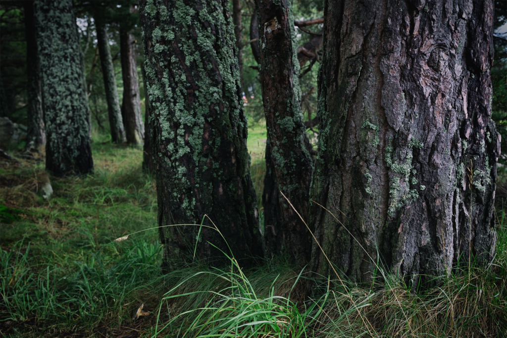 forest