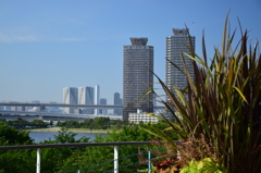 デックス東京ビーチからの眺め。