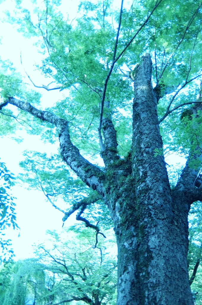 大きな木