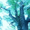 大きな木