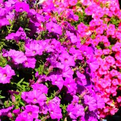 花花