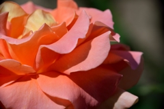薔薇