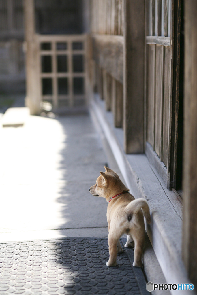 古民家と仔犬
