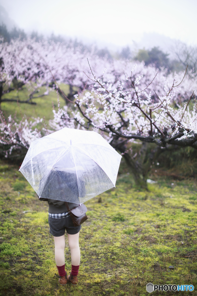 春の雨