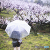 春の雨