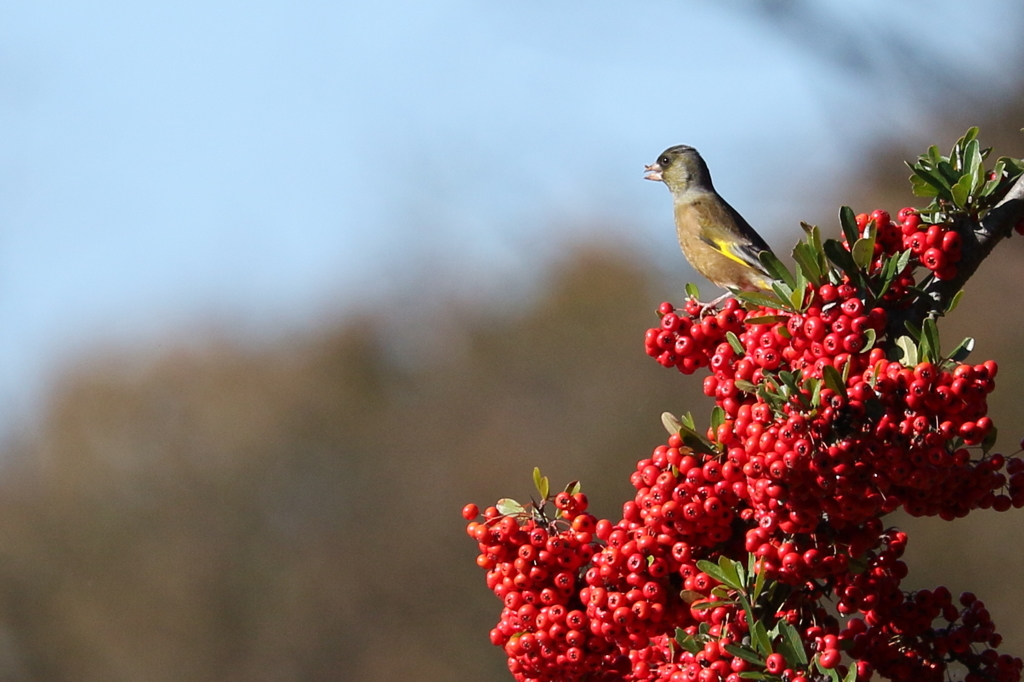 お立ち台に立ったカワラヒワ