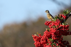 お立ち台に立ったカワラヒワ