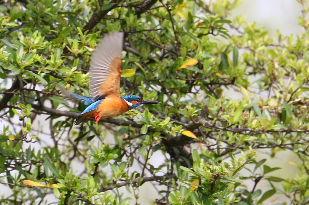 抱卵中の巣の方へ退散