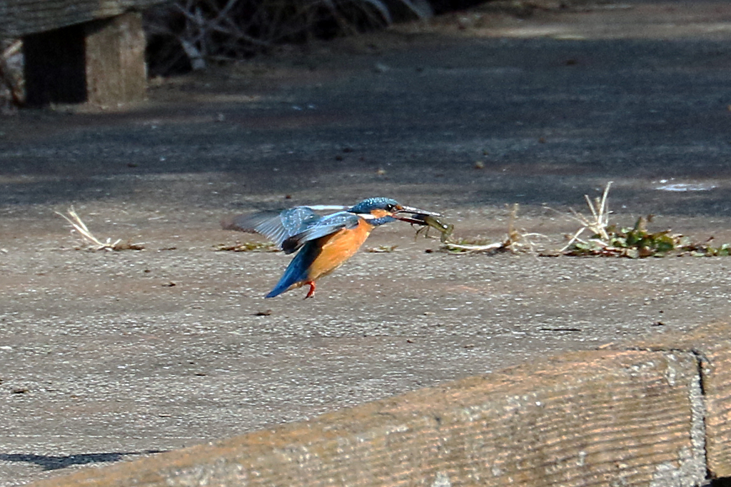 ザリガニでーす。