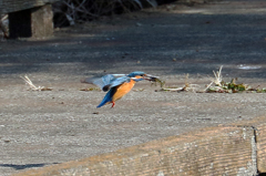 ザリガニでーす。