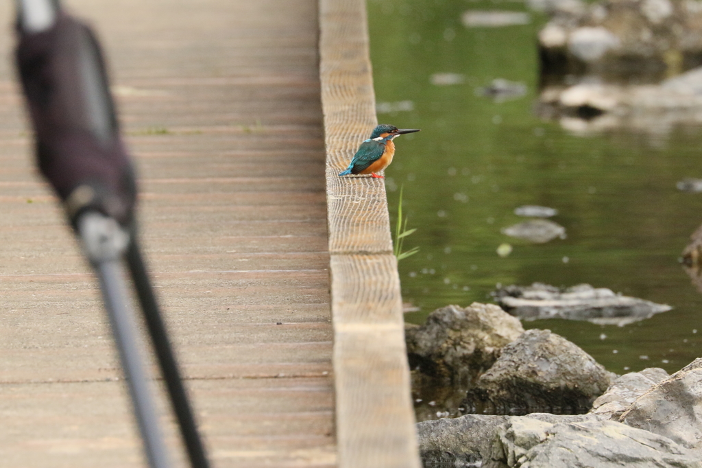 近い、カメラの前(・・;)