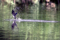 ツバメ君一瞬の水浴び