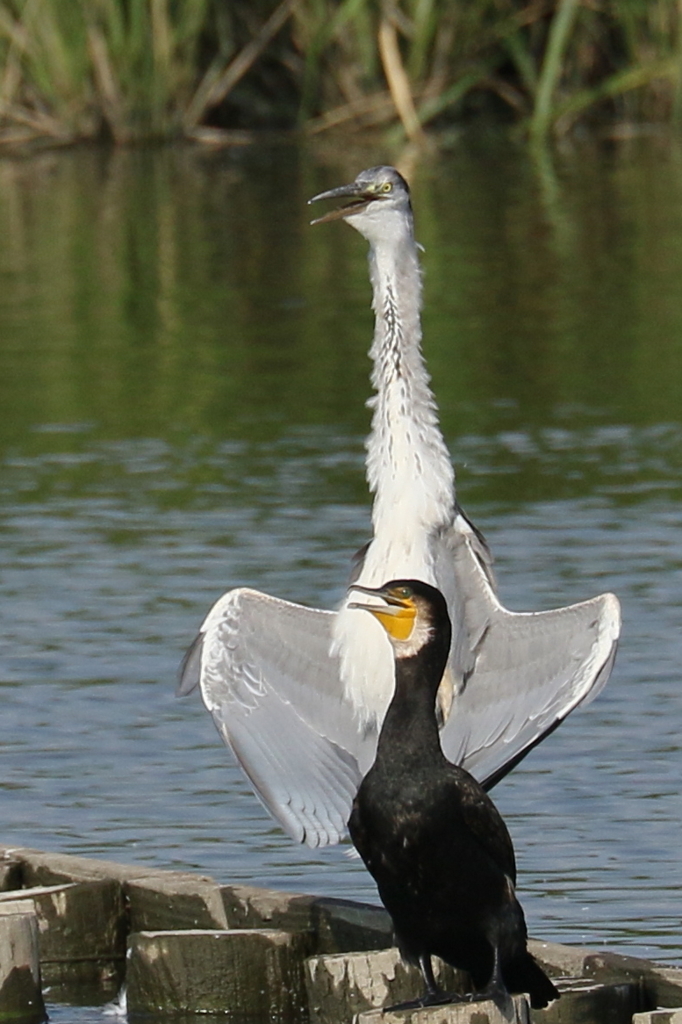 伊佐沼コーラスグループ