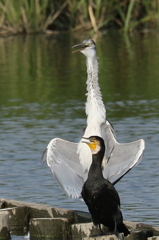 伊佐沼コーラスグループ