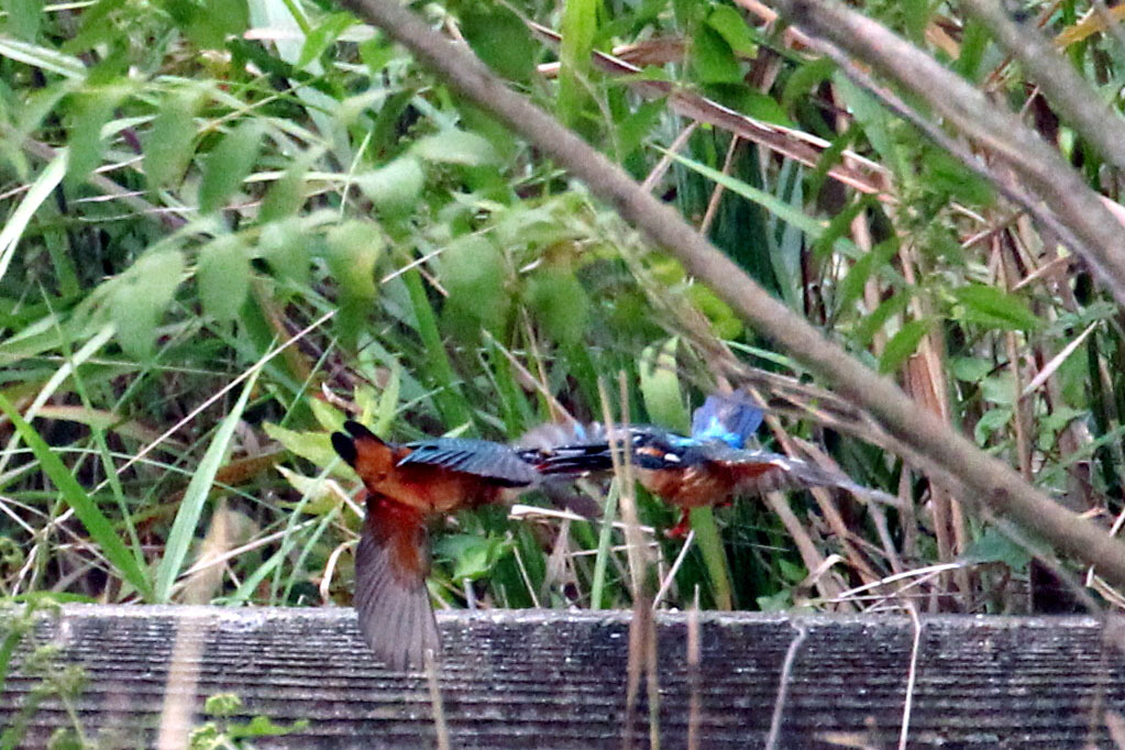 空中で噛みつく！