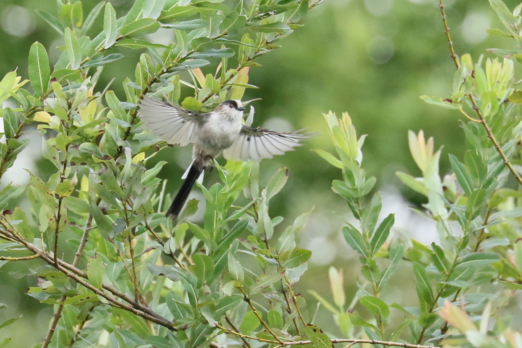お久しぶりですね。