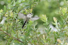 お久しぶりですね。