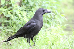 カラスもお友達