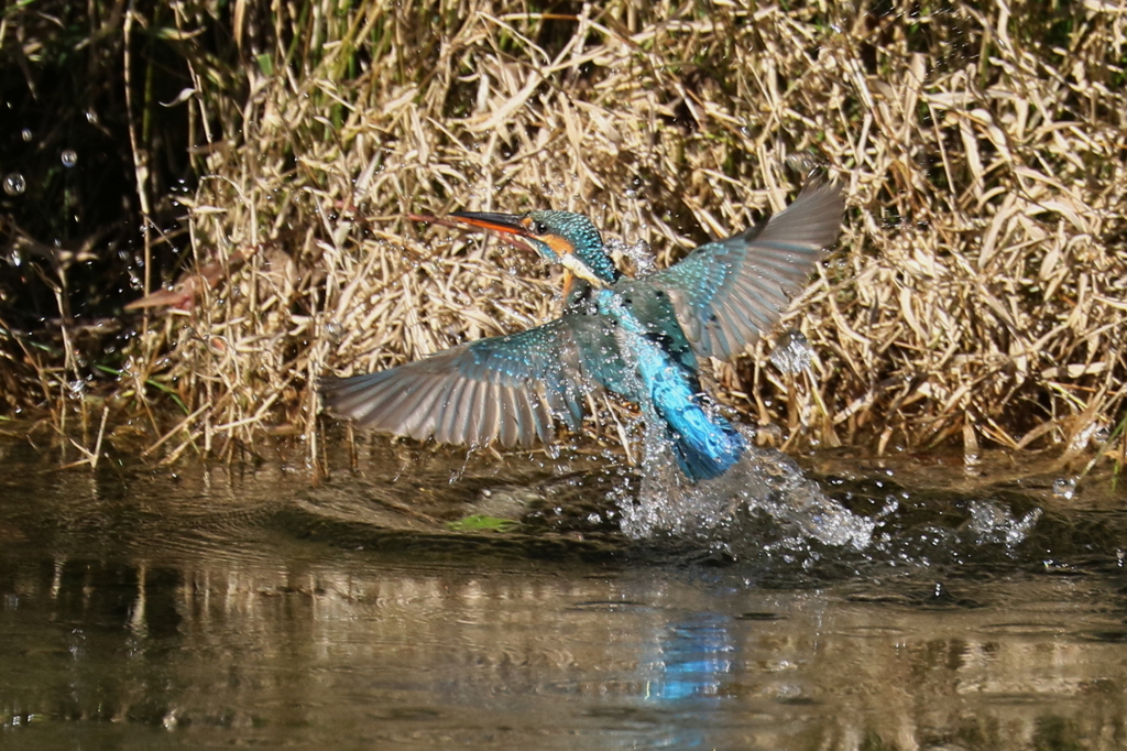 コバルトブルー