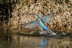 コバルトブルー