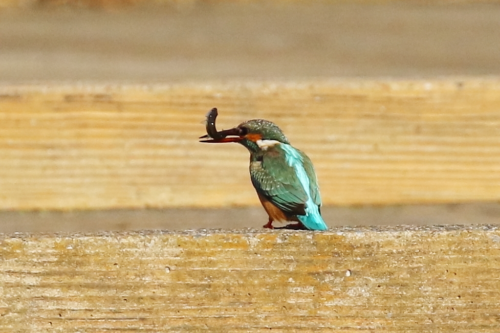 美味しい朝食