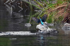 遠くでグリコ。