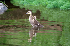 元気なカルガモ