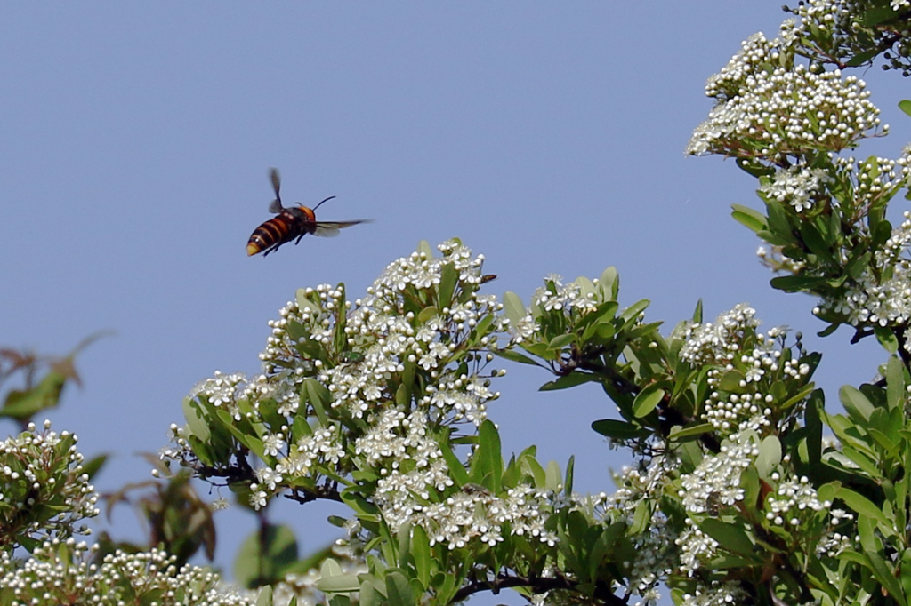ピラカンサ咲きました。