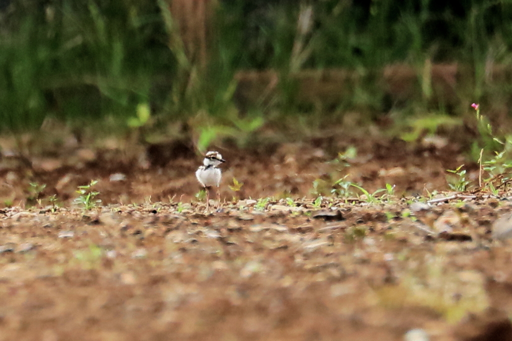 コチドリ幼鳥のお散歩