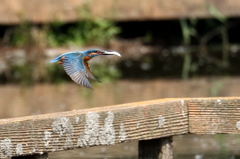 急いでプレゼント