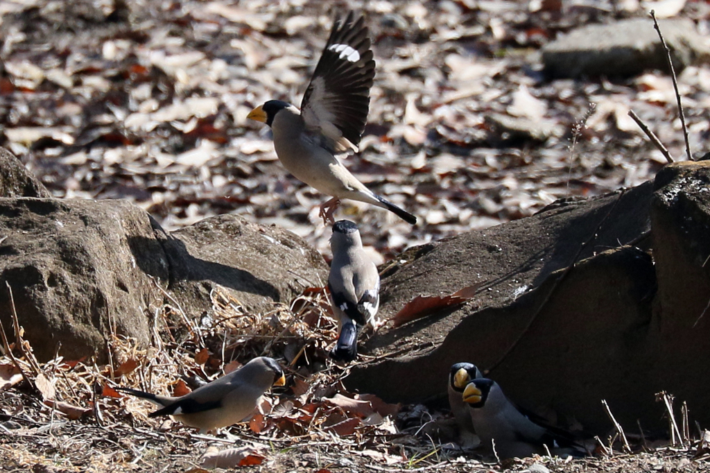 イカルの遊び場