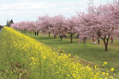 大寒桜