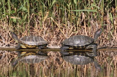 日向ぼっこプイプイ