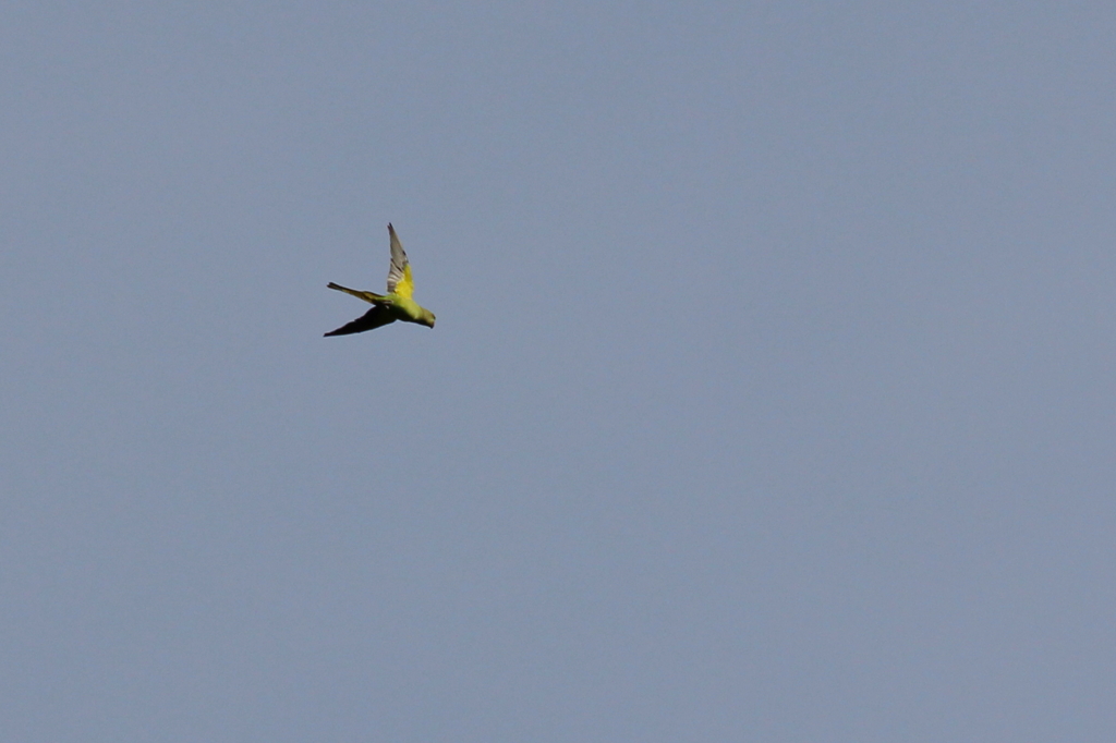 アレッ！よそ者発見。