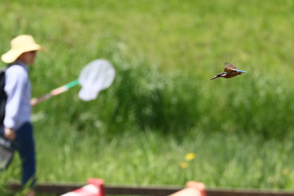 カワセミ捕り　?