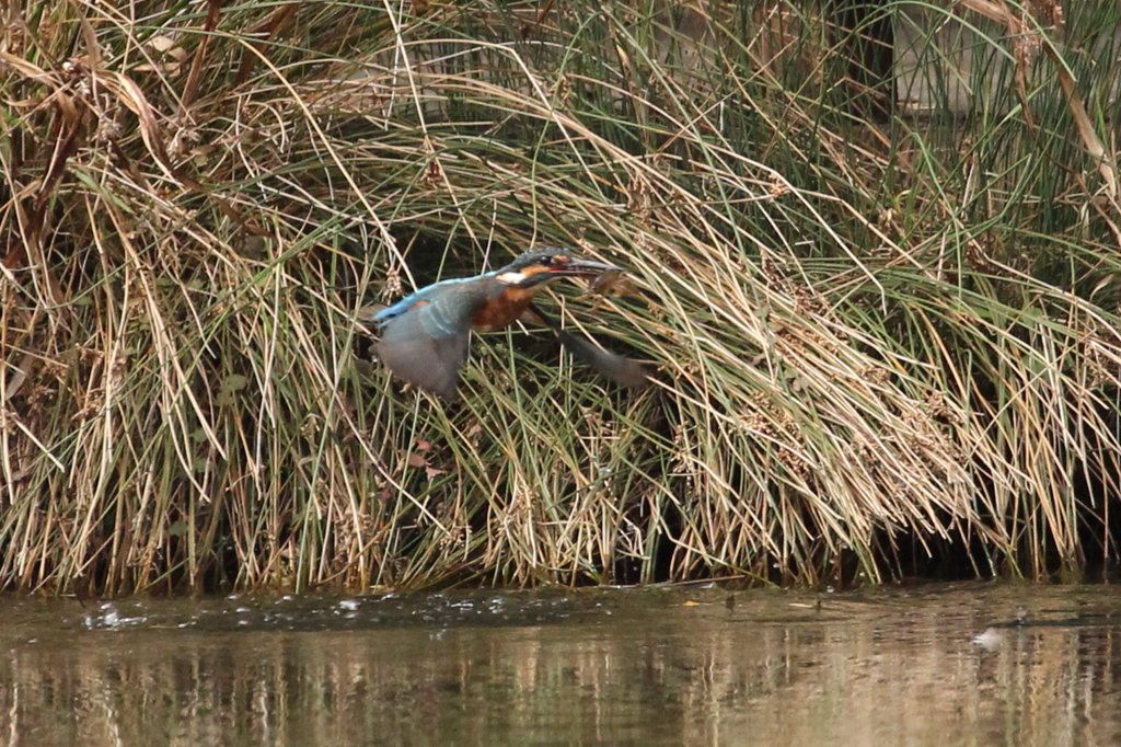 捕まえた、ザリガニ