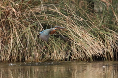 捕まえた、ザリガニ