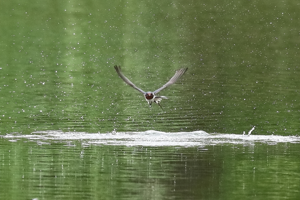 ツバメも水浴び