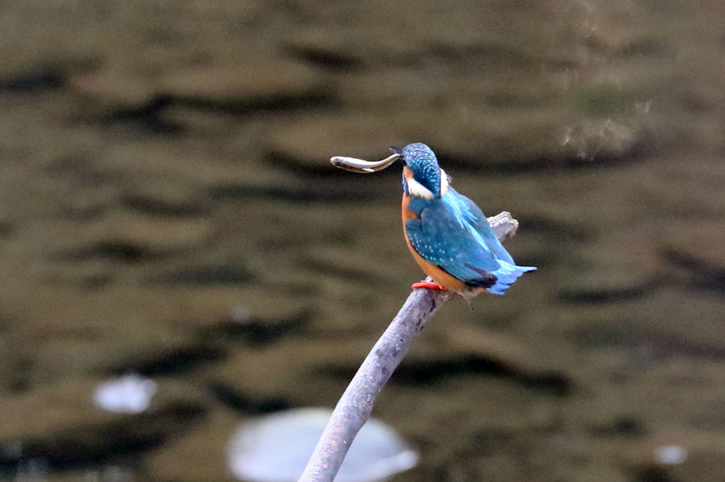 ランランラン♪