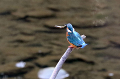 ランランラン♪