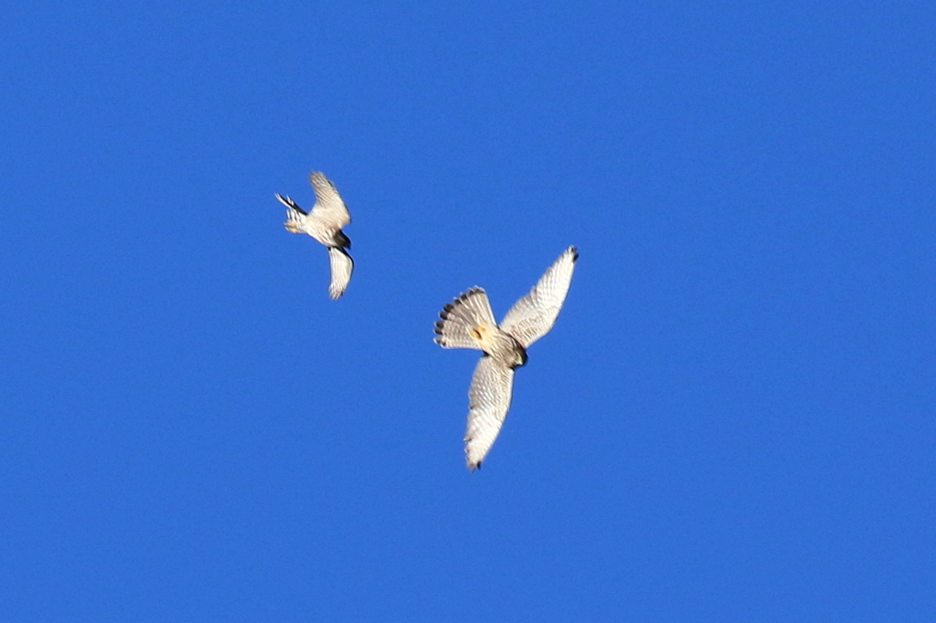 上空の鳥達