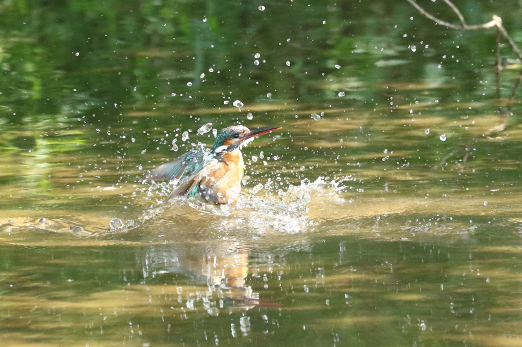 炎天下の水浴び