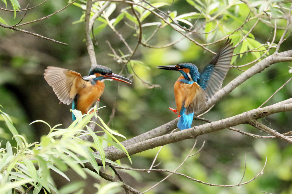 イヤー、ビックリ！